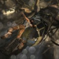 Tomb Raider – E3 2012 Impressions